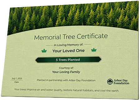 Plant Trees in Memory of Stephon Cattling, Jr.